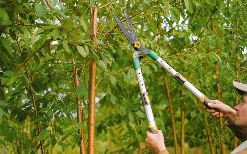 Tree trimming in Tiller, OR